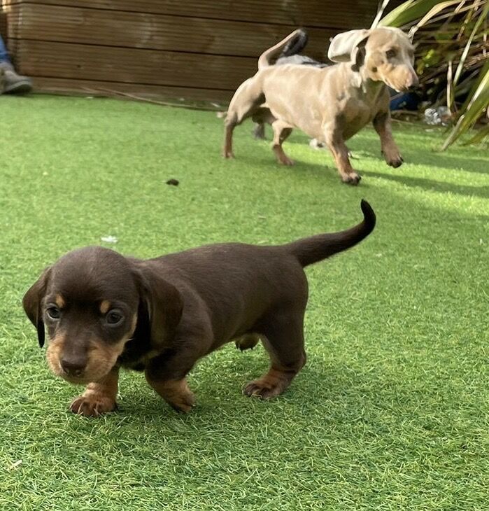 Dachshund puppies for sale in Worthing, West Sussex – 1 week old - Image 8 of 8