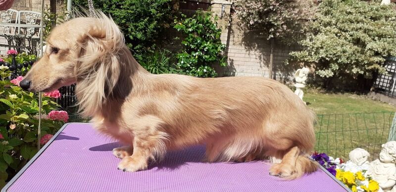 Dachshund stud dog for stud in Alfreton, Derbyshire – 1 year old