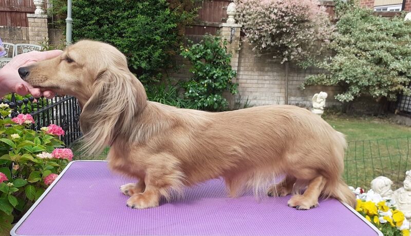 Dachshund stud dog for stud in Alfreton, Derbyshire – 1 year old - Image 3 of 3
