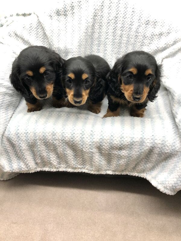 Miniature long haired dachshund puppies for sale in Sidcup, Bexley, Greater London