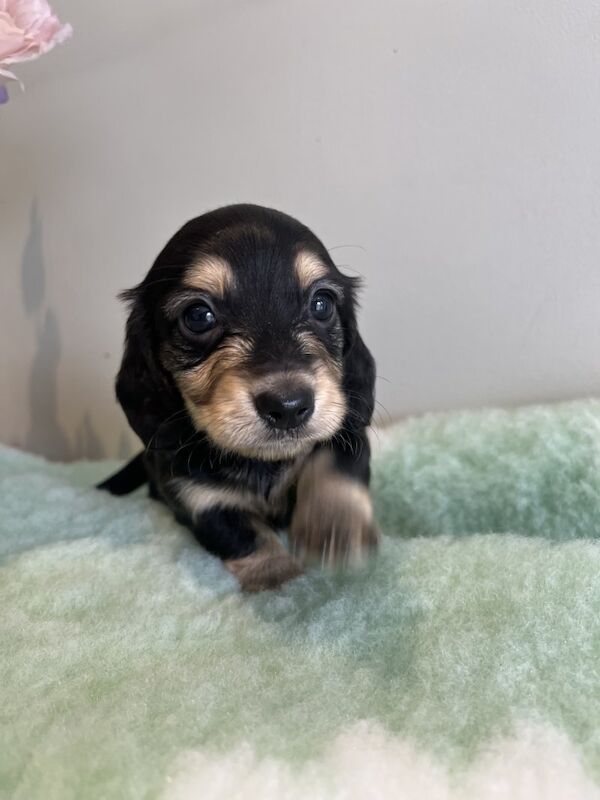 Dachshund puppies for sale in Colchester, Essex – 6 weeks old