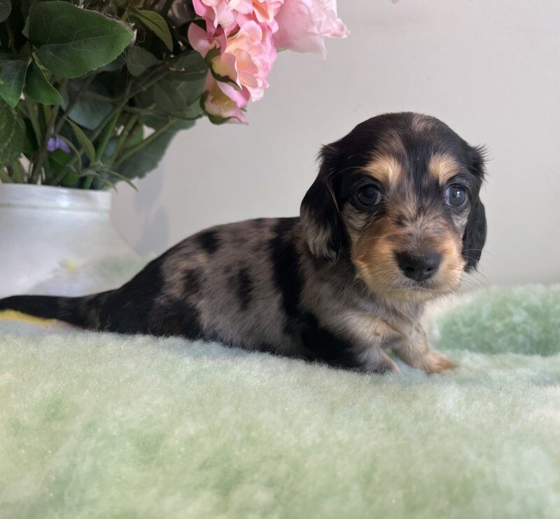 Dachshund puppies for sale in Colchester, Essex – 6 weeks old - Image 2 of 5