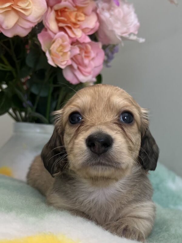Dachshund puppies for sale in Colchester, Essex – 6 weeks old - Image 3 of 5