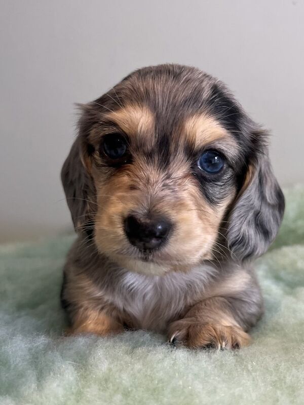 Dachshund puppies for sale in Colchester, Essex – 6 weeks old - Image 4 of 5