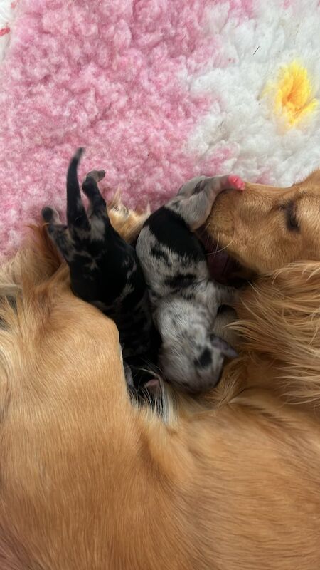Dachshund puppies for sale in Colchester, Essex – 6 weeks old - Image 5 of 5