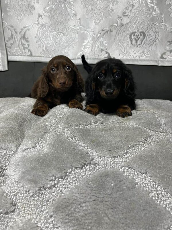 Miniature long haired dachshund puppies for sale in Castledawson, County Londonderry | Image 2