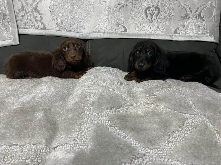 Miniature long haired dachshund puppies for sale in Castledawson, County Londonderry - Image 3
