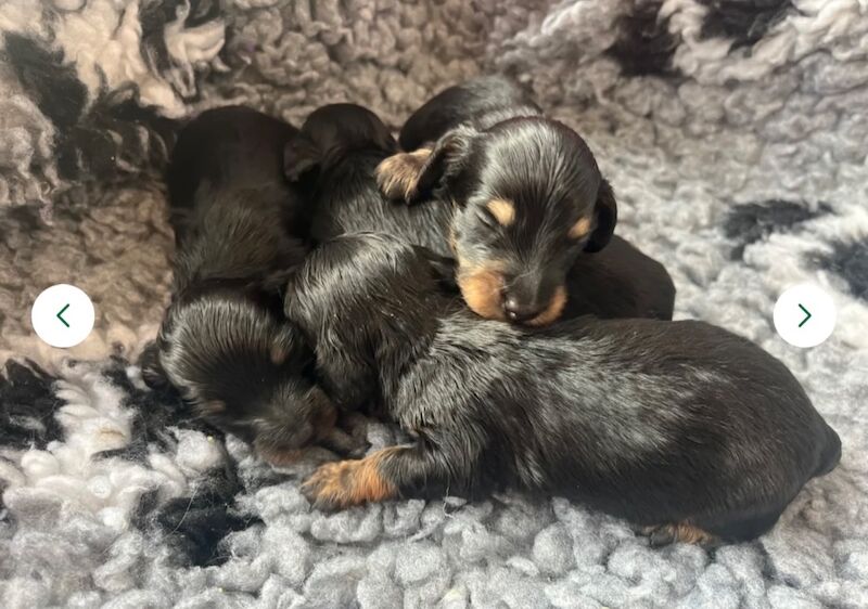 Miniature long haired puppies for sale in Peterborough, Cambridgeshire