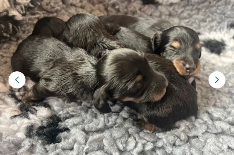 Miniature long haired puppies for sale in Peterborough, Cambridgeshire | Image 2