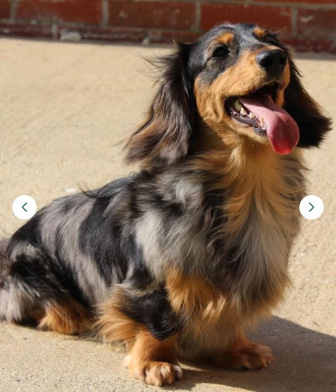 Miniature long haired puppies for sale in Peterborough, Cambridgeshire | Image 3
