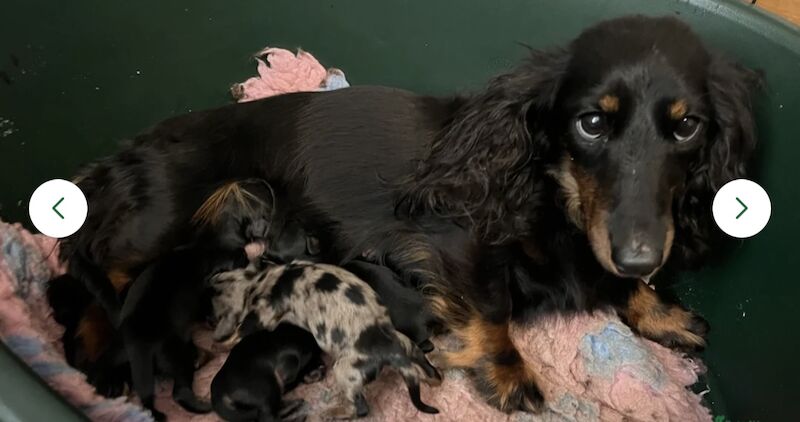 Miniature long haired puppies for sale in Peterborough, Cambridgeshire | Image 4