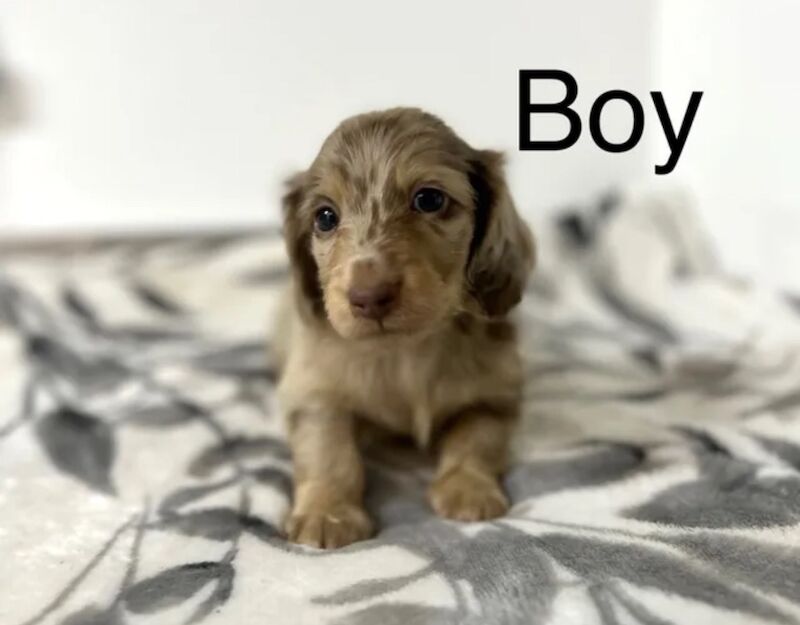 Dachshund puppies for sale in Upwell, Norfolk – KC registered, 7 weeks old