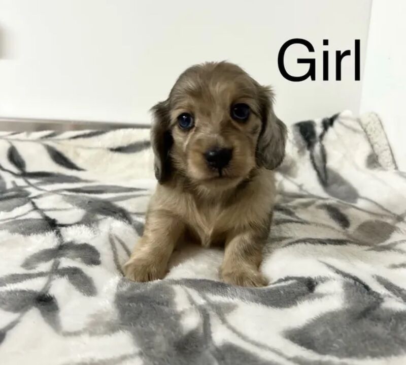 Dachshund puppies for sale in Upwell, Norfolk – KC registered, 7 weeks old - Image 2 of 15