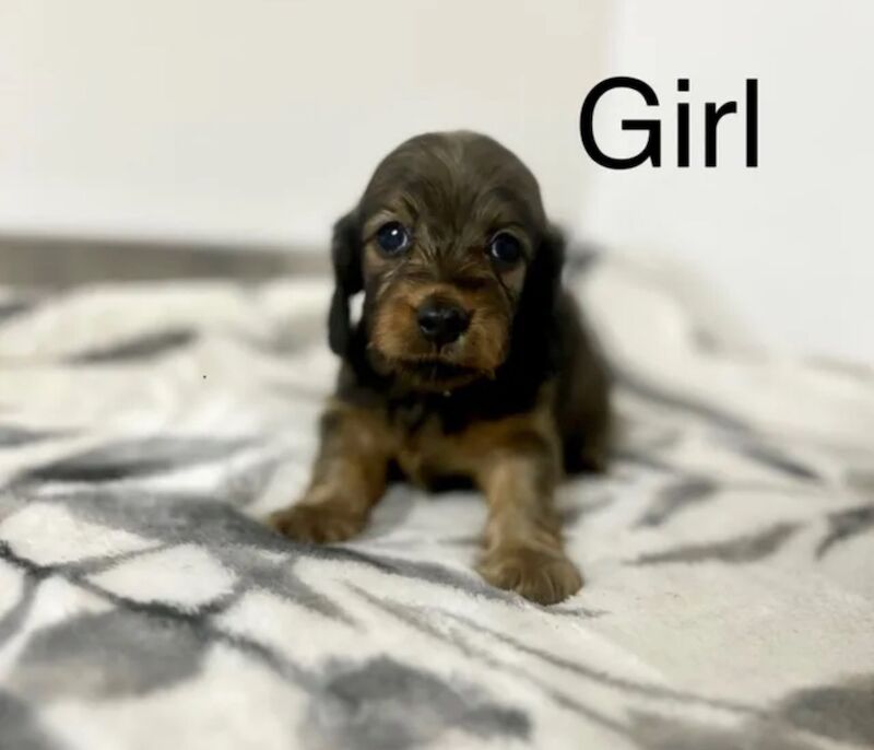 Dachshund puppies for sale in Upwell, Norfolk – KC registered, 7 weeks old - Image 3 of 15