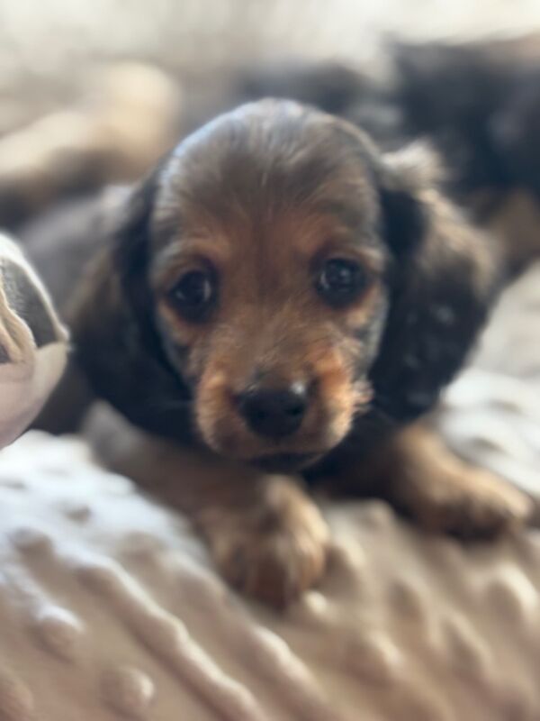 Dachshund puppies for sale in Upwell, Norfolk – KC registered, 7 weeks old - Image 4 of 15