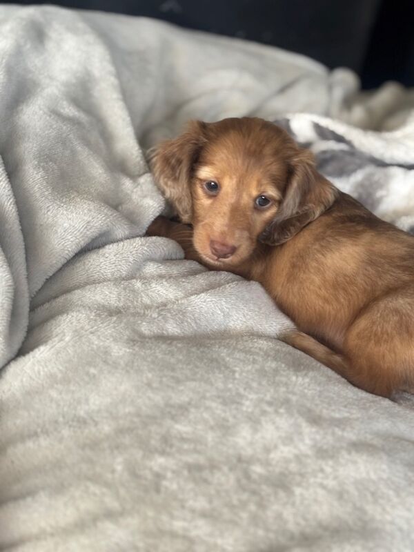 Dachshund puppies for sale in Upwell, Norfolk – KC registered, 7 weeks old - Image 5 of 15