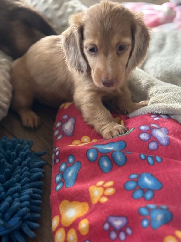 Dachshund puppies for sale in Upwell, Norfolk – KC registered, 7 weeks old - Image 6 of 15