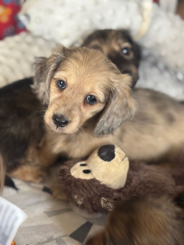 Dachshund puppies for sale in Upwell, Norfolk – KC registered, 7 weeks old - Image 7 of 15