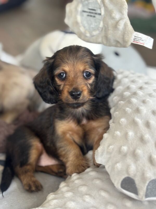 Dachshund puppies for sale in Upwell, Norfolk – KC registered, 7 weeks old - Image 8 of 15