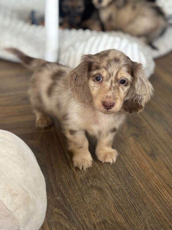 Dachshund puppies for sale in Upwell, Norfolk – KC registered, 7 weeks old - Image 9 of 15