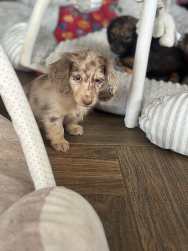 Dachshund puppies for sale in Upwell, Norfolk – KC registered, 7 weeks old - Image 10 of 15