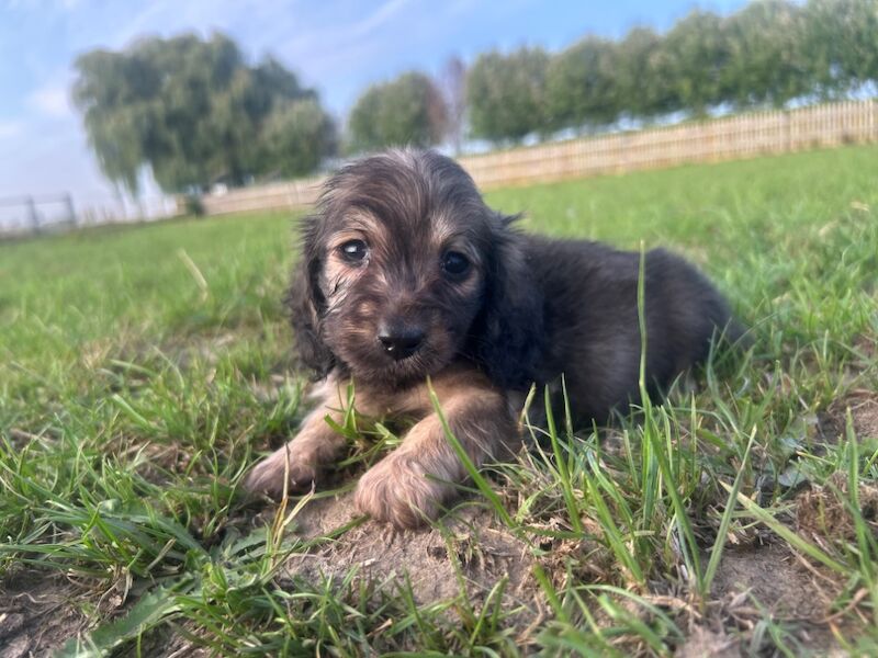 Dachshund puppies for sale in Upwell, Norfolk – KC registered, 7 weeks old - Image 11 of 15