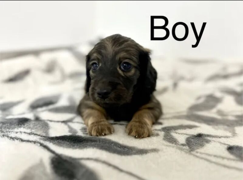 Dachshund puppies for sale in Upwell, Norfolk – KC registered, 7 weeks old - Image 13 of 15