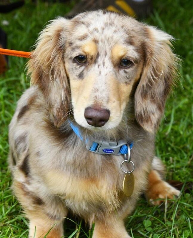 Dachshund stud dog for stud in Alfreton, Derbyshire – KC registered, 1 year old