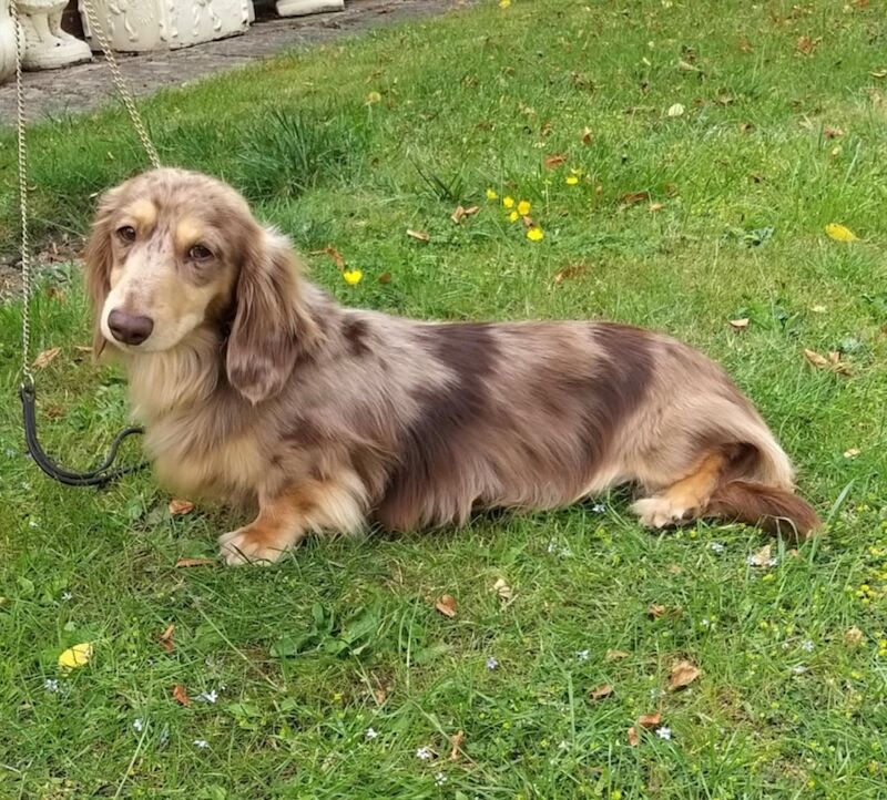 Dachshund stud dog for stud in Alfreton, Derbyshire – KC registered, 1 year old - Image 2 of 3