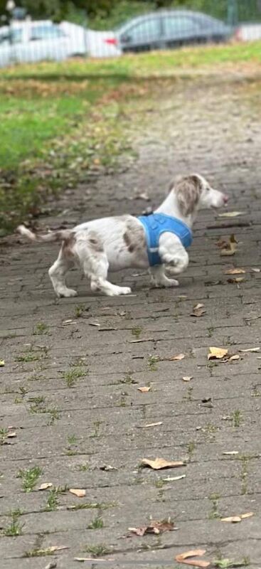 Dachshund puppies for sale in Crumlin, County Antrim – KC registered, 5 months old - Image 2 of 4