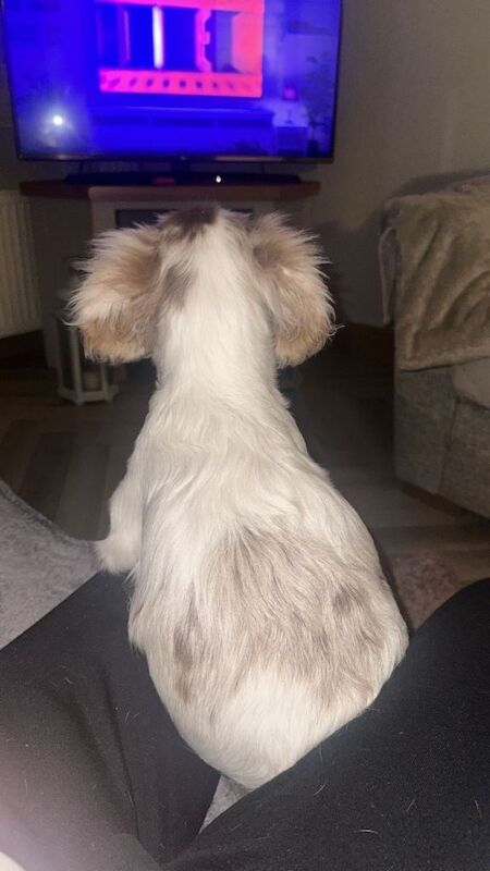 Dachshund puppies for sale in Crumlin, County Antrim – KC registered, 5 months old - Image 3 of 4