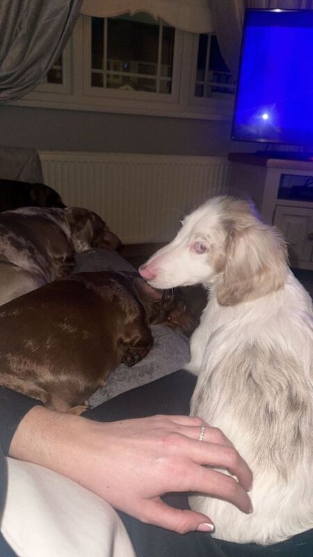 Dachshund puppies for sale in Crumlin, County Antrim – KC registered, 5 months old - Image 4 of 4