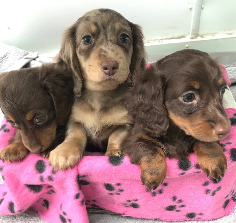 Miniature longhaired dachshund puppies for sale in Orpington, Greater London