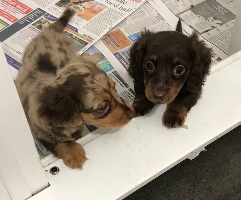Miniature longhaired dachshund puppies for sale in Orpington, Greater London | Image 2