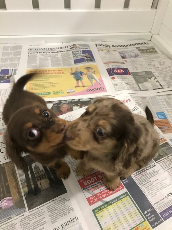 Miniature longhaired dachshund puppies for sale in Orpington, Greater London | Image 3