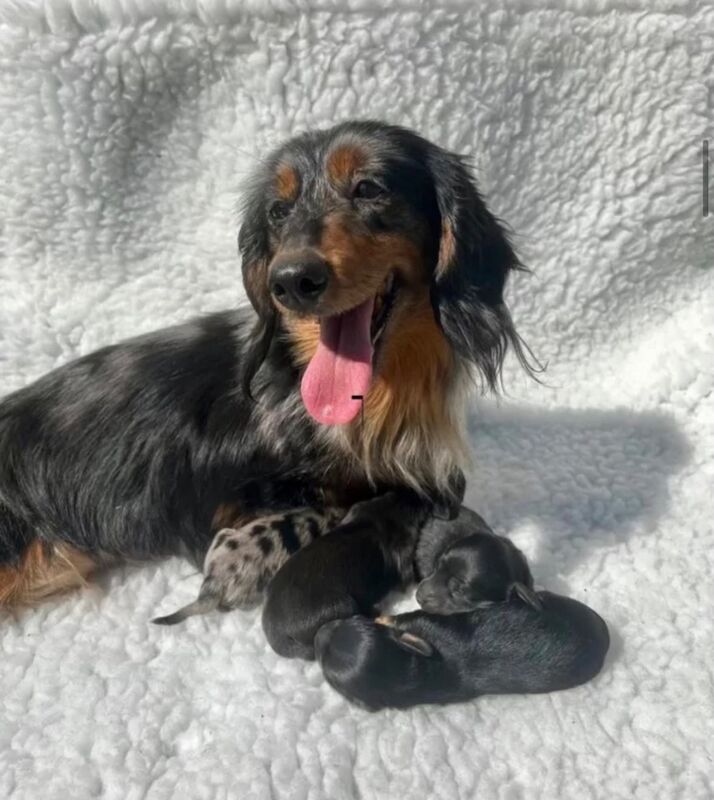 Miniature Longhaired Dachshund Puppies - KC Registered for sale in Upwell, Norfolk | Image 3