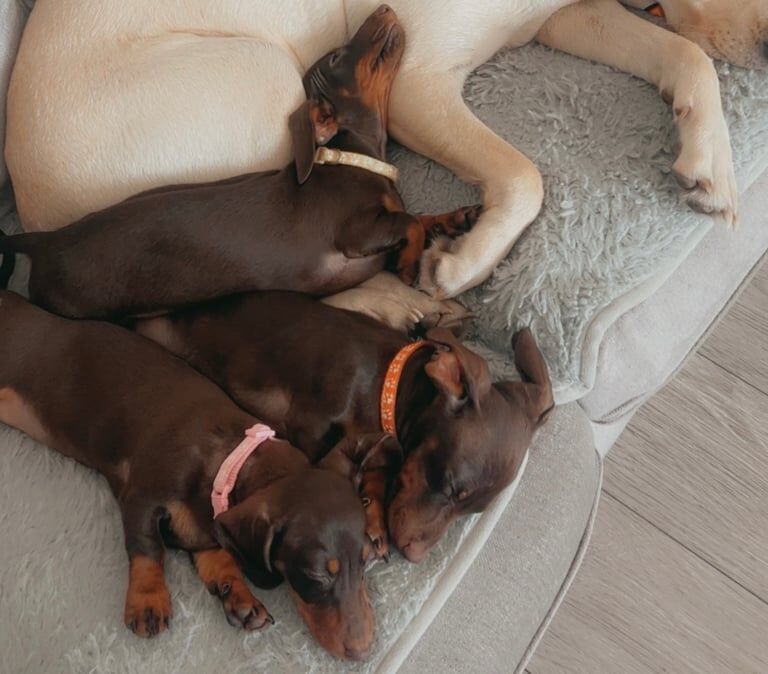 Dachshund puppies for sale in Luton, Bedfordshire – 3 months old