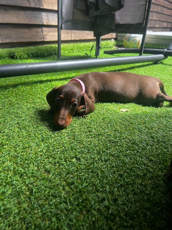 Dachshund puppies for sale in Luton, Bedfordshire – 3 months old - Image 2 of 3