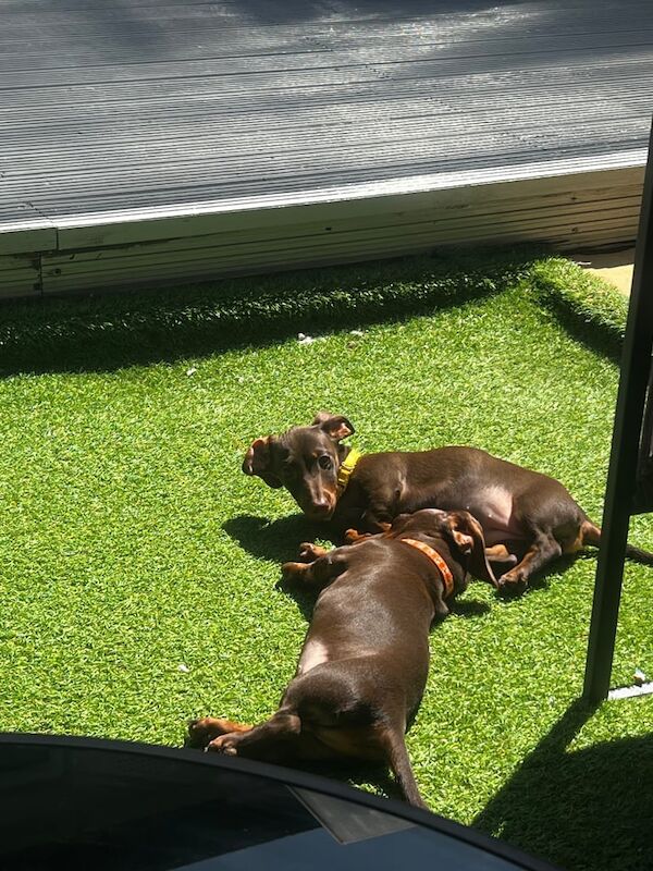 Dachshund puppies for sale in Luton, Bedfordshire – 3 months old - Image 3 of 3