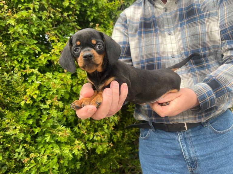 Miniature Smooth Coat Dachshund Puppies for sale in Belfast, County Antrim - Image 3