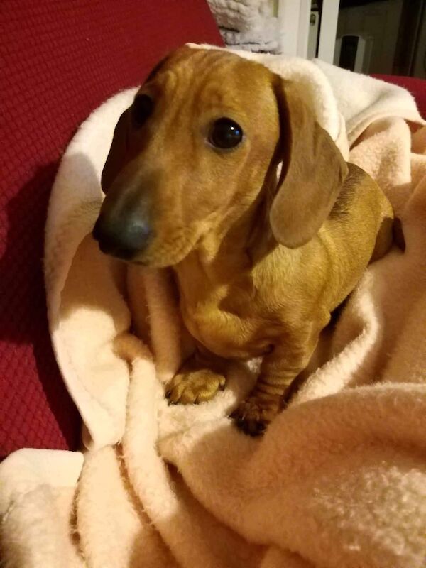 Dachshund stud dog for stud in Alfreton, Derbyshire – KC registered, 2 years old - Image 2 of 3