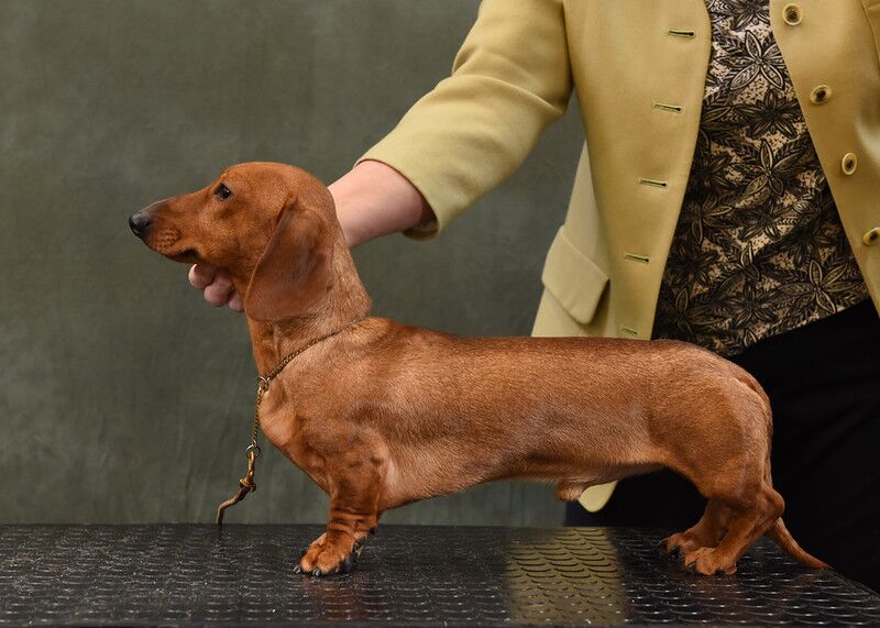 Dachshund stud dog for stud in Alfreton, Derbyshire – KC registered, 2 years old - Image 3 of 3