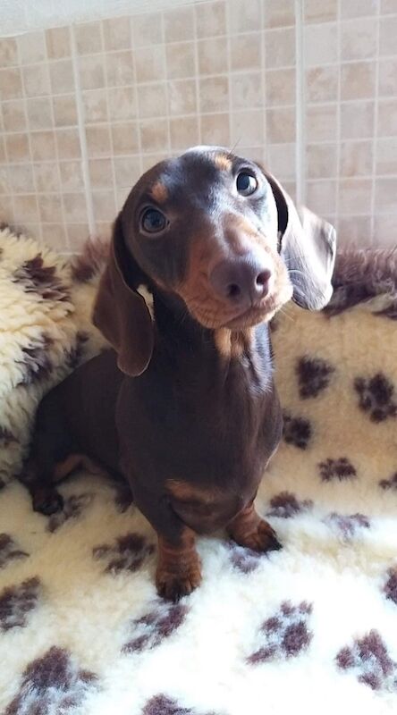 Dachshund stud dog for stud in Alfreton, Derbyshire – KC registered, 5 years old - Image 2 of 3