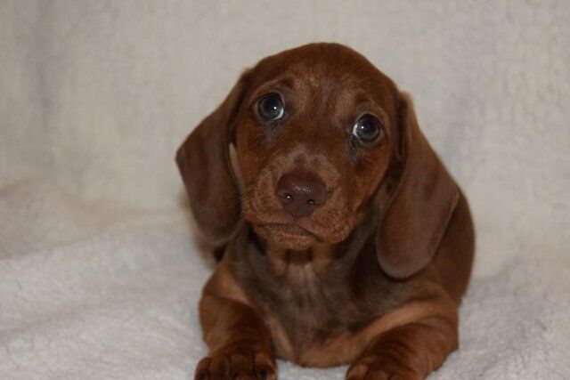 MINIATURE SMOOTH DACHSHUND PUPPIES for sale in Holyhead/Caergybi, Isle of Anglesey