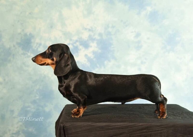 Dachshund stud dog for stud in Derby, Derbyshire – KC registered, 7 years old