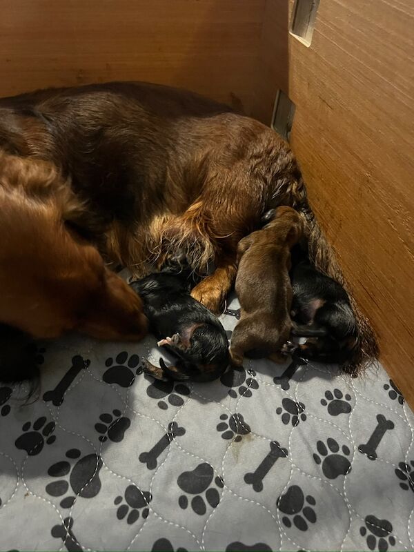 Dachshund puppies for sale in Ferndown, Dorset – 5 weeks old - Image 2 of 10