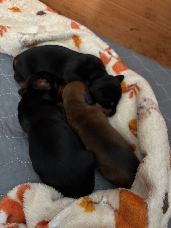 Dachshund puppies for sale in Ferndown, Dorset – 5 weeks old - Image 5 of 10