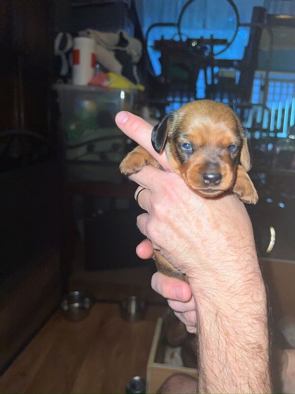 Dachshund puppies for sale in Ferndown, Dorset – 5 weeks old - Image 6 of 10