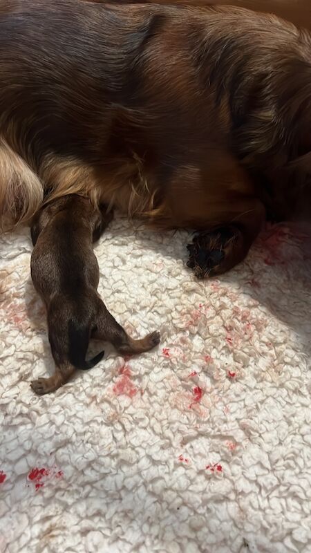 Dachshund puppies for sale in Ferndown, Dorset – 5 weeks old - Image 10 of 10