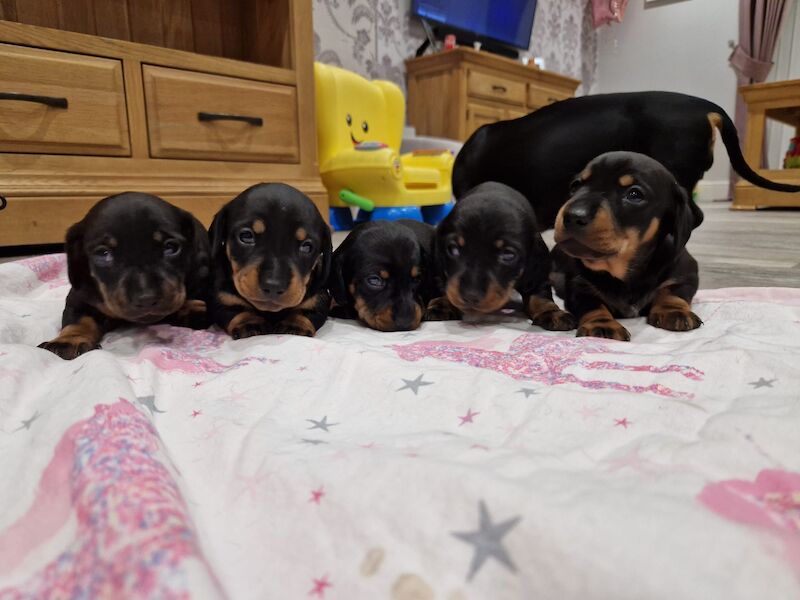 Miniature smooth haired dachshund puppies for sale in Ipswich, Suffolk